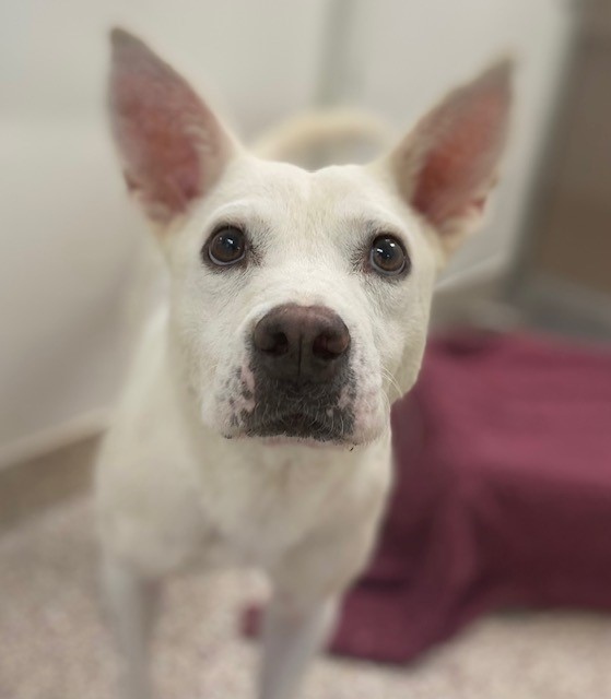 Can you foster Lucy ❤
Lucy could use foster care for her episodes of collapsing. PACC is unsure of any current causes but wants to determine if they are seizure-related, neuro, or heart-related. PACC provides the medical.
🐾 ID#A736153; Age 2 yrs; 23 lbs

#PACC #dogs