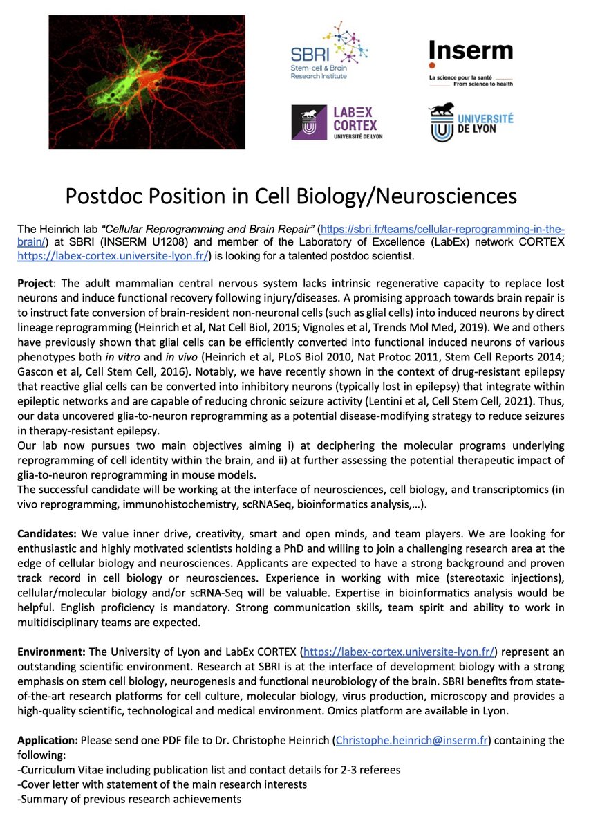 We are recruiting! 
Interested in glia-to-neuron reprogramming as a novel cell-based strategy for brain repair? 
We are looking for a talented postdoc to join our team and decipher the molecular mechanisms underlying lineage reprogramming👇
PleaseRT!