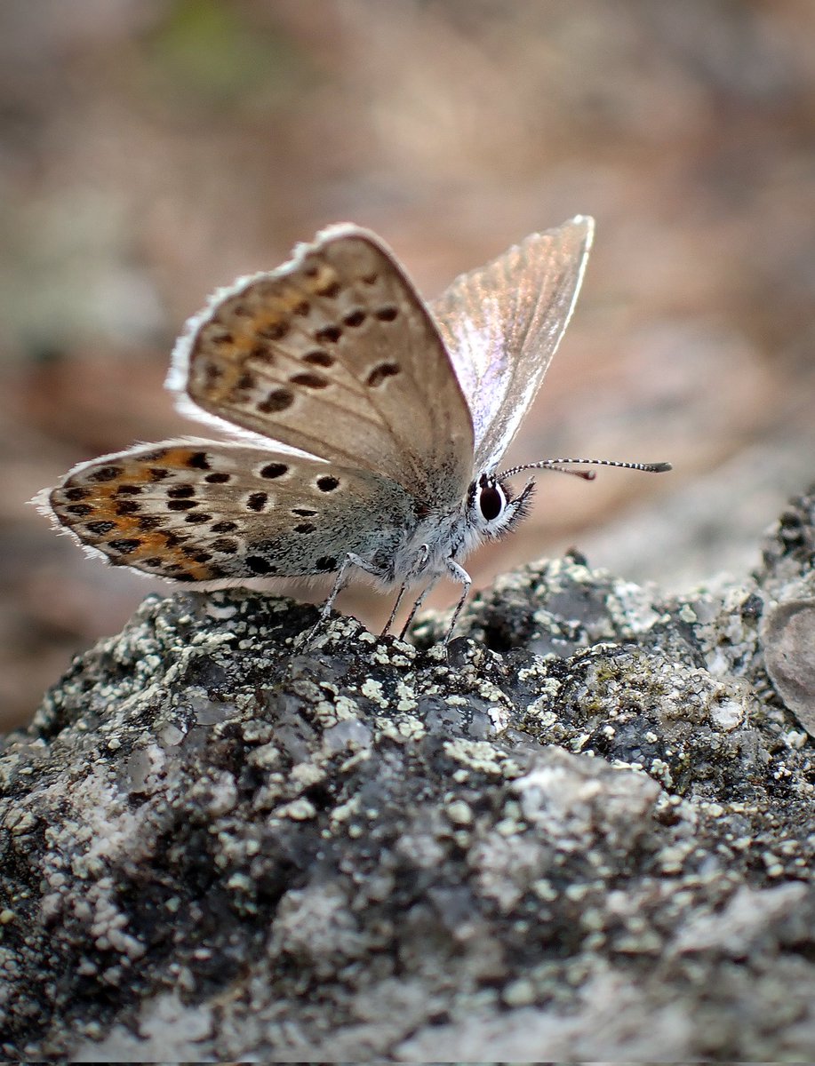 Idas blue (Plebejus idas) butterfly 🦋 ❤️ Amazing to see several fluttering around the heather in a sunny glade along the Virgin Forest Trail at Tyresta National Park 🌲 #InsectThursday #butterfly #NatureBeauty #wildlife #walking #naturelovers #forest #nature #Sweden