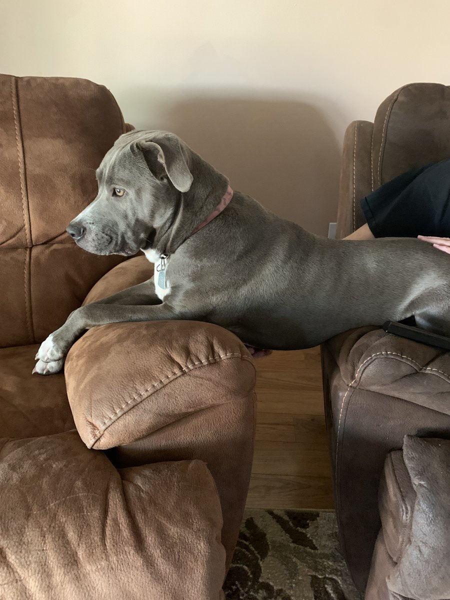 Throwing it back ❤️🐶🐾
#dogs #dogsoftwitter #ThrowbackThursday