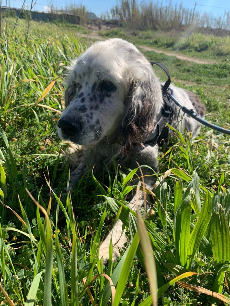 Luca_15_5's tweet photo. Carney è un meraviglioso setter di 15 anni  🥰
Non ha avuto una bella vita, apparteneva a un cacciatore, che lo ha buttato via🥺
E' un amore di cane, che sa ancora correre, ma anche godersi la pace : chi saprà apprezzare lui prima che sia troppo tardi? 🙏❤️
Adele 3288269224 https://t.co/xPTgILD6JT