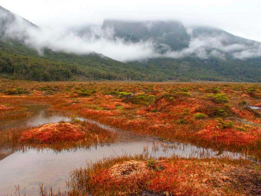 Destruir 300 años de turberas para tener mejores rosas en casa no tiene sentido. Afortunadamente expertos trabajan para preservarlas mientras el tema se discute en el Parlamento. mediodirecto.cl/2023/08/31/imp…