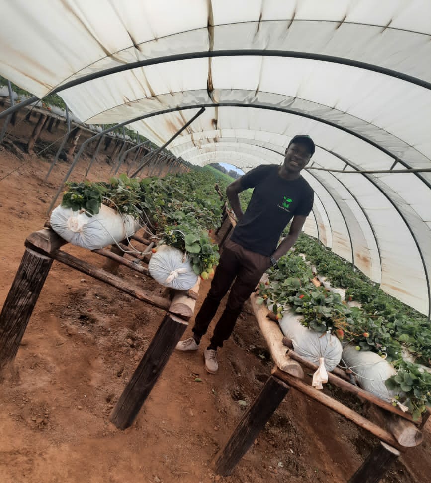 🍓 producing firmer berries, leading to increased storage potential and shelf life.
🍓enhancing plant quality by improving soil physical properties.
🍓 promotes soil aggregation, leading to larger soil pore sizes which helps to improve water infiltration and oxygen flow