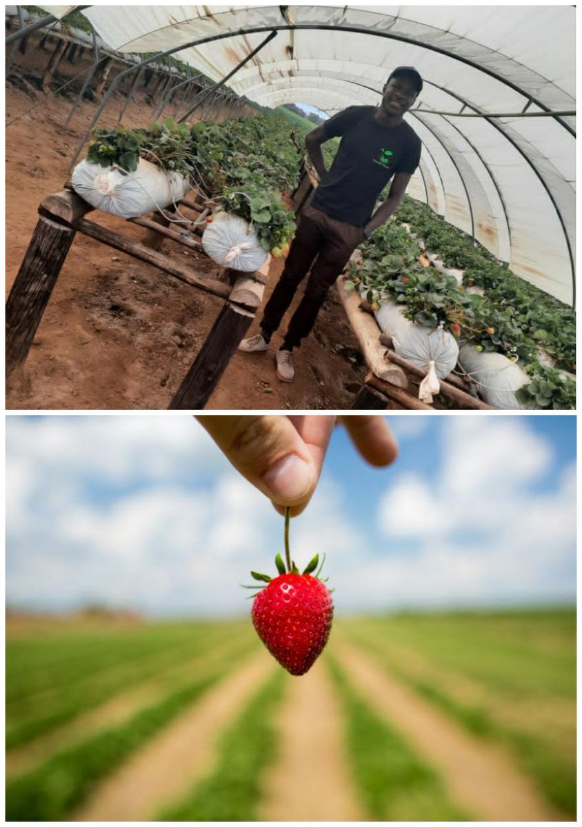 Calcium is probably not the first nutrient that comes to mind for strawberry growers -- that spot is usually reserved for nitrogen, potassium or phosphorus.  Calcium is, however, a nutrient that can’t be ignored.