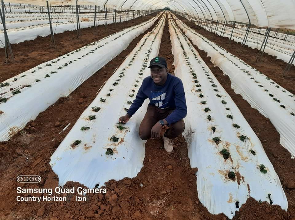 It plays a vital role in many essential plant metabolic functions, each of which lead to a stronger healthier plant, including:
1. stimulating root and leaf development
2.activating important plant enzyme systems
3. Forming compounds that are part of cell walls,