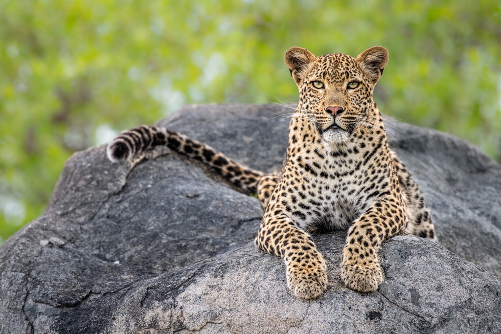 The Magic of Low ISO: Capturing Crisp and Vibrant Images: l8r.it/GXY5

#londolozi #thelondolozieffect #relais #relaischateaux #wildlifeblog #luxurysafari #safari @relaischateaux