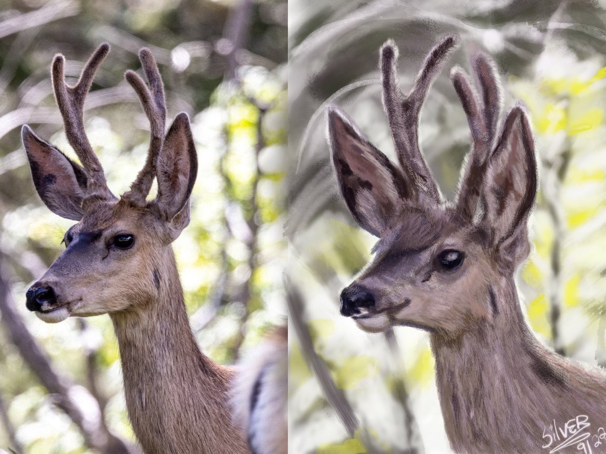 Hadn’t posted in awhile so here’s a deer to look at. 😊