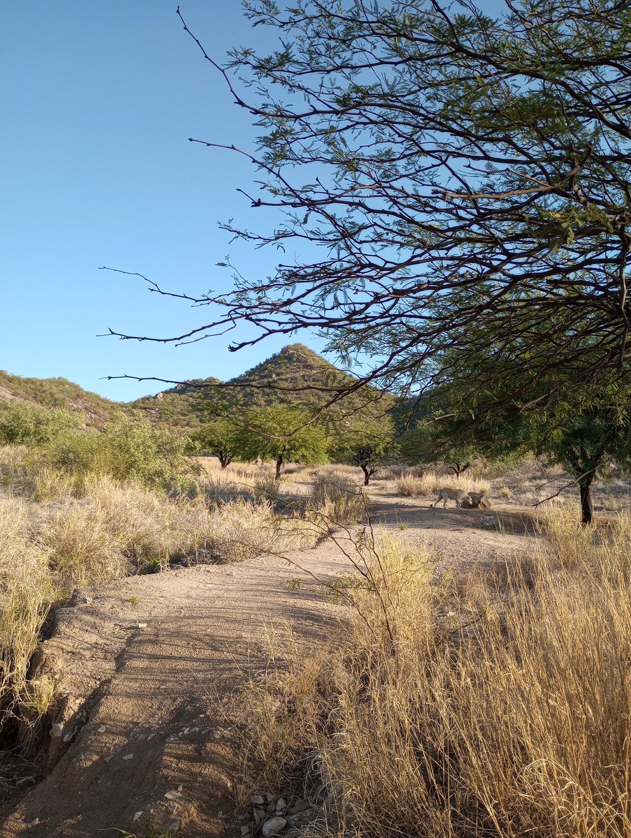 NaturalmenteDiv's tweet photo. Cerro Johnson.
Área Natural Protegida Municipal. Parque Central. https://t.co/8luTFVLOtr