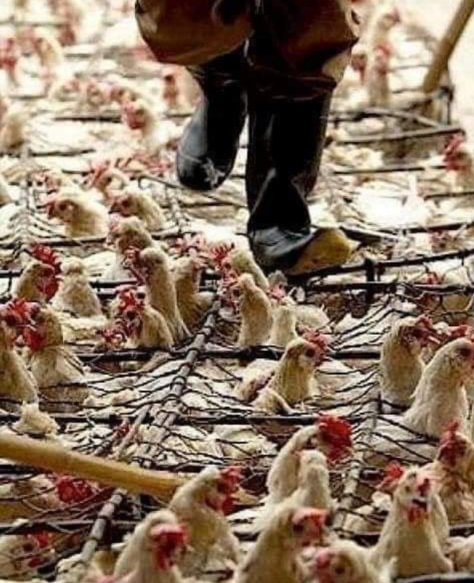 MhefisT's tweet photo. @Guzmani96580514 @MartinezNevado @DiarioSigloXXI Y sobre todo que no les MIENTAN, que no les hagan creer que la VACA RÍE o que los ANIMALES corren libres y felices por el campo. La REALIDAD es la que es, y es muy muy CRUEL con los ANIMALES. Si sabes que está tan mal que no se la puedes enseñar a tus HIJOS haz algo por cambiarla https://t.co/2FvZtwwh3q
