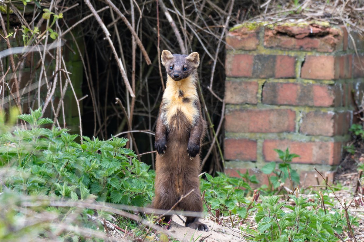 Yorkshire Wildlife Trust - follow us on Bluesky 🦋 (@yorkswildlife) on Twitter photo Spurn National Nature Reserve is no stranger to rare and wonderful wildlife, but we may have had our most surprising encounter yet! 😍
Read the full story below. 👇
ywt.org.uk/blog/rosie-jaq…
📷 Karen Dore
#wildlifesighting #Spurn <a href="/naturespy/">NatureSpy®</a> Spurn National Nature Reserve is no stranger to rare and wonderful wildlife, but we may have had our most surprising encounter yet! 😍
Read the full story below. 👇
ywt.org.uk/blog/rosie-jaq…
📷 Karen Dore
#wildlifesighting #Spurn <a href="/naturespy/">NatureSpy®</a>