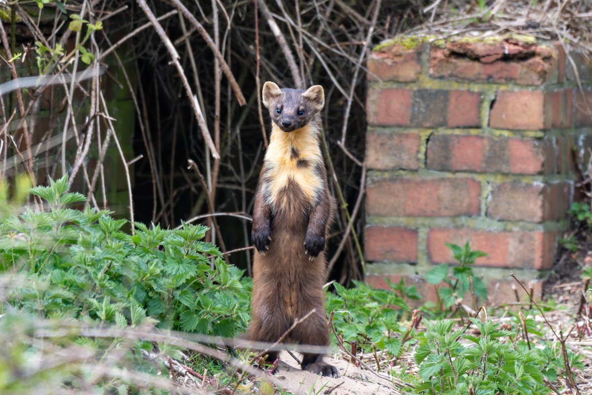 Spurn National Nature Reserve is no stranger to rare and wonderful wildlife, but we may have had our most surprising encounter yet! 😍 Read the full story below. 👇 ywt.org.uk/blog/rosie-jaq… 📷 Karen Dore #wildlifesighting #Spurn @naturespy