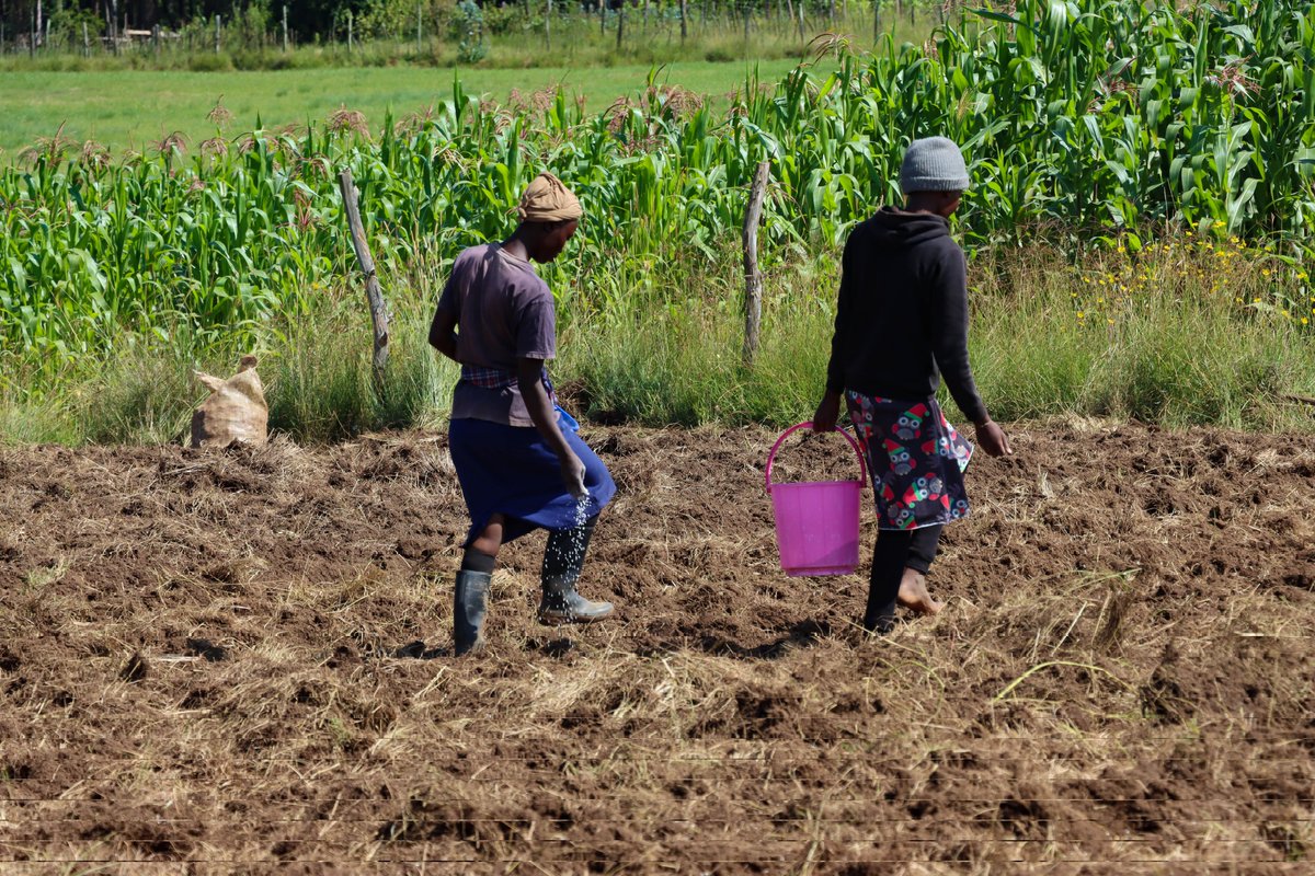 Kalasinga_01's tweet photo. Ukitaka kufaulu katika kilimo Cha viazi #MamboNiMatatu , panda mbegu ifaayo, andaa arthi yako vipasavyo na tumia mbinu Bora za ukulima. #Muhoozi #Cameroon #Gabon #Quickmatt #Matiangi #Coups #SUBARU #PeterMunya #AreestNickMwendwa #ElonMusk #Chebukati #Kenyans #Kabanda #Israeli #Desire #InvestInAgriculture