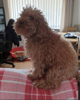 Please retweet to HELP FIND WINNIE, LOST #KNOWLE #BRISTOL #BS4 #UK Female miniature Poodle, adult lost 26 AUGUST. She could have been picked up and could be in another region now. LAST SEEN BEING HIT BY A CAR IN THE #HENGROVE AREA‼️ Please share widely…
