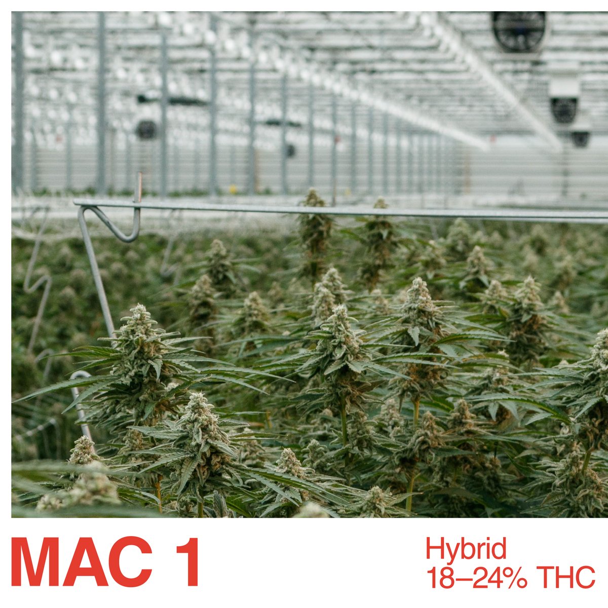 The Original Fraser Valley Weed Co.™ tweet media