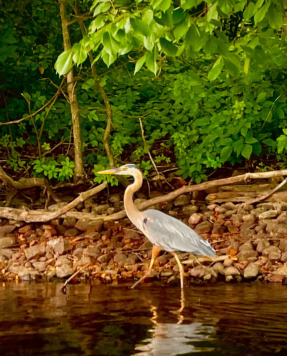 BoatingInBoston's tweet image. Sights and wildlife appear all over as you explore the nature on the water with us!🦢
