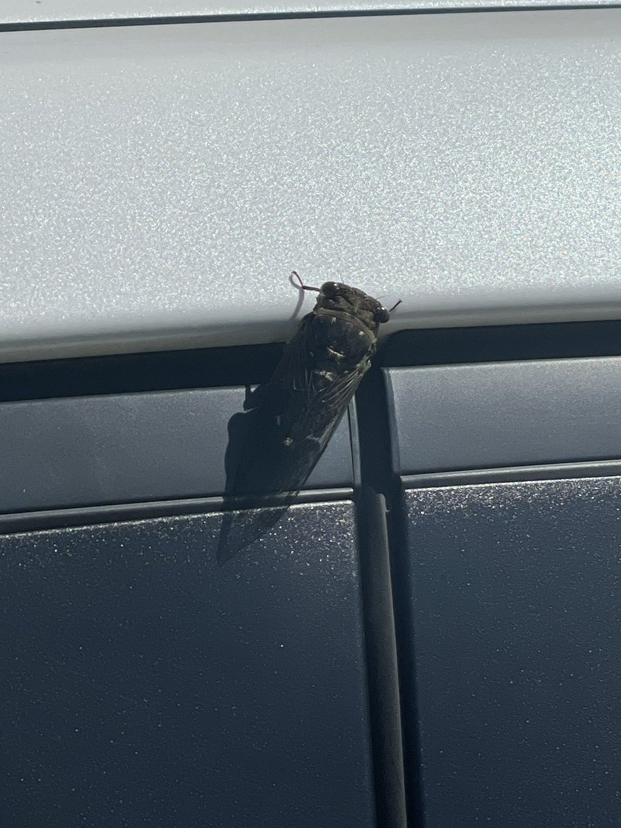 I caught this horrific bug in my car door as I closed it. 

Can anyone tell me what kind of demon it is? 

Do I have to torch my vehicle now??