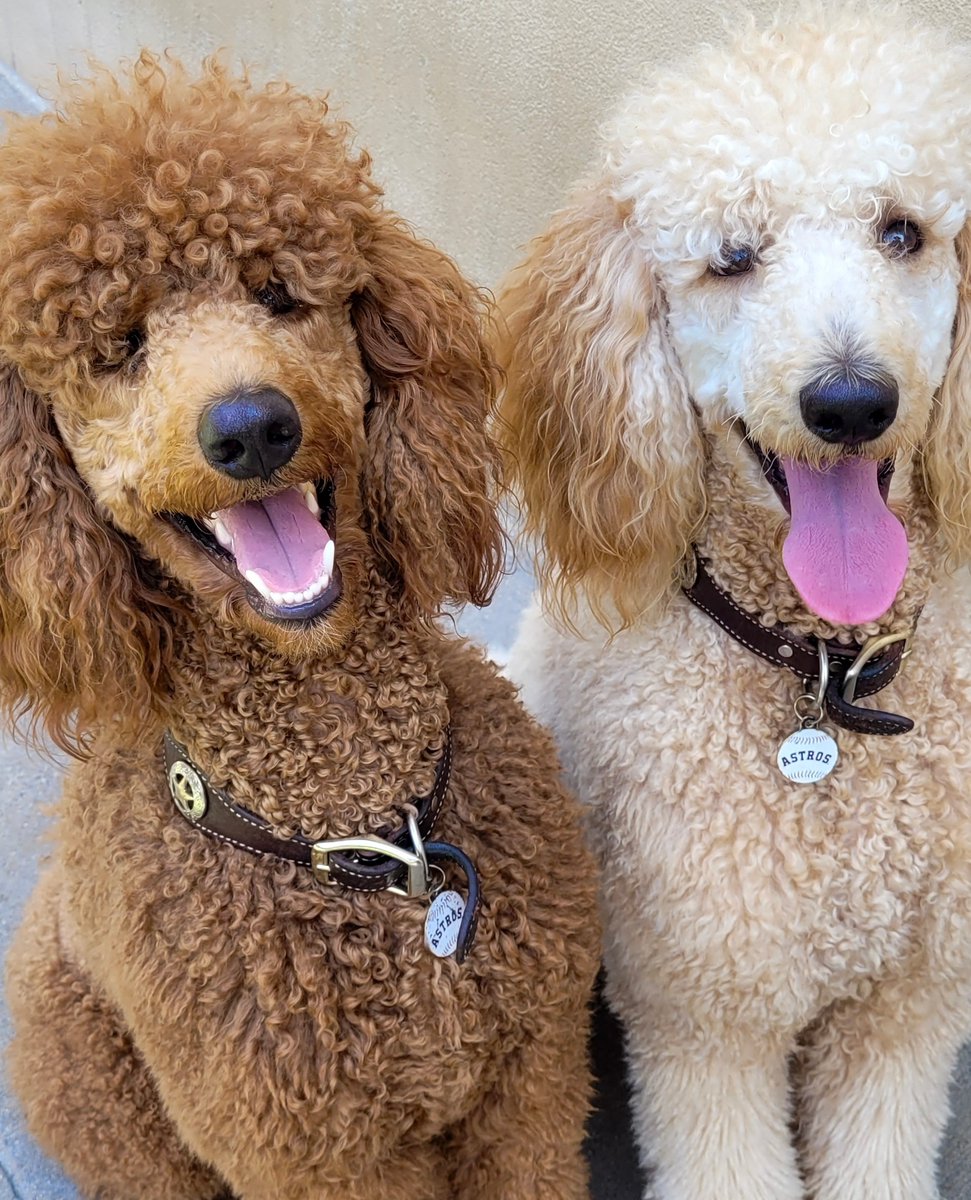PamperedPetInn's tweet photo. There's nothing better than having your bestie by your side! 👯‍♀️🐾 https://t.co/HZkcBli80f