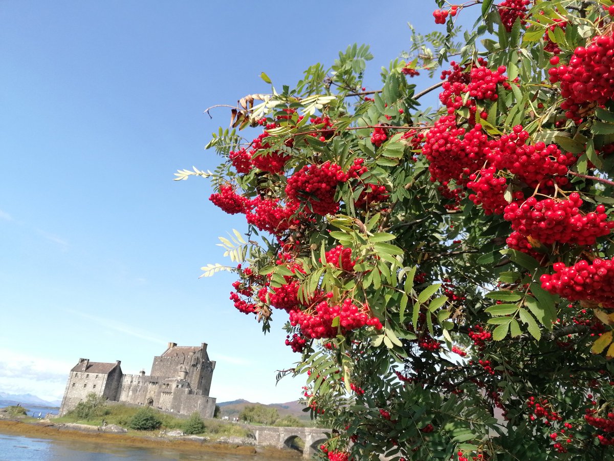 McClueless's tweet photo. Looks like a hard winter is in on the cards! 🥶
#rowan #rowanberries #eileandonan #eileandonancastle
#portents
#hardwinter
#WINTER https://t.co/YqfwqJL7UW