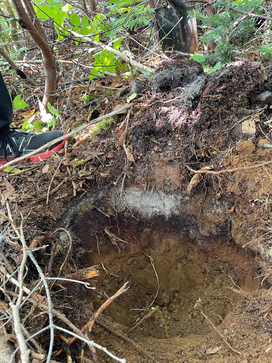 Some podzols we met during my forest ecology field course