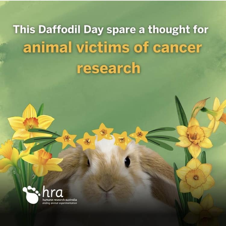This #DaffodilDay thinking of animal victims of #cancer #research. The use of #animalexperiments is unjustified and cruel. Results are not relevant to human #health. There are safer, more precise, #crueltyfree ways to do research !! humanecharities.org.au