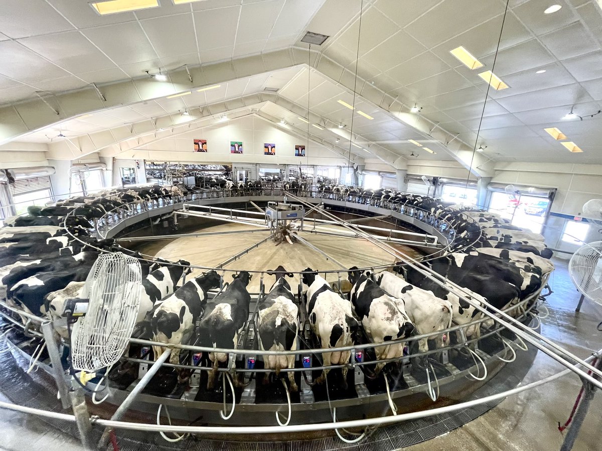 mara_cutting's tweet photo. 📍 Fair Oaks Farm
Fair Oaks, Indiana

-

Toured 1/11 of the dairy farms owned by Fair Oaks Farm. They milk around 37,000 cows and produce 1.4 litres of milk daily. This specific farm had a 75 cow rotary parlour as well as 10 robots. Very cool to see! https://t.co/KgwzdqJgDH