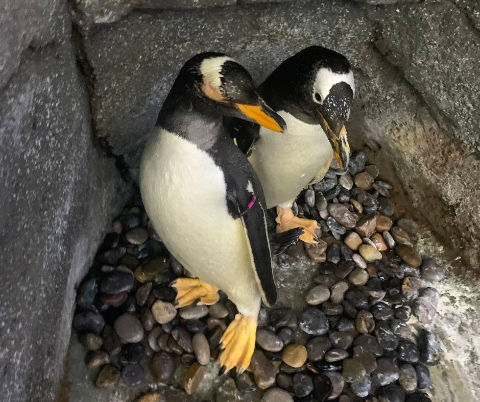Good news about a great gentoo! 🐧 Gentoo penguin, ‘Una’, is back on the move following eye surgery this summer. She’s back with the rest of the waddle, diving for fish in the pool, and navigating the water &amp; beach with ease. Way to go, Una! 👏 Read more: bit.ly/45sBop8