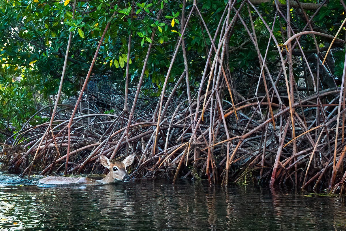 USFWS's tweet photo. Mangroves are MVPs (Most Valuable Plants)

Hundreds of species rely on mangroves for foraging, shelter, and nursery areas. Their arched root systems provide good cover for young animals, who spend most of their time hiding for protection.

📸: Key deer courtesy of Kristie Killam https://t.co/sEVHX4cKX4