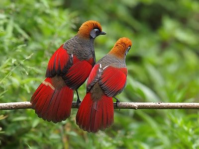santay's tweet photo. @lejinjin Red-tailed Laughing Thrush https://t.co/cbSsSWC9DF