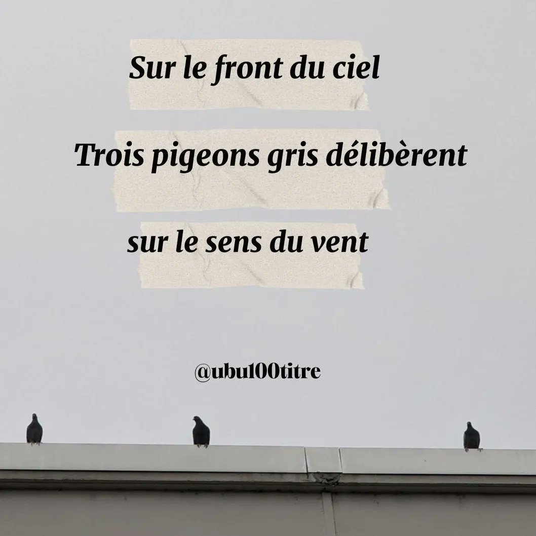 Bonsoir les #ombres
Trois pigeons pour un #haiku