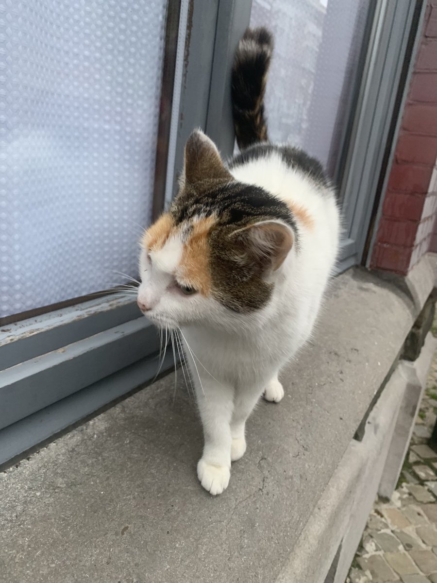 realityglimpses's tweet photo. Wczoraj spotkałam kotełka i nawet dał się pogłaskać. #catsofBelgium https://t.co/7n2DRzlGuC