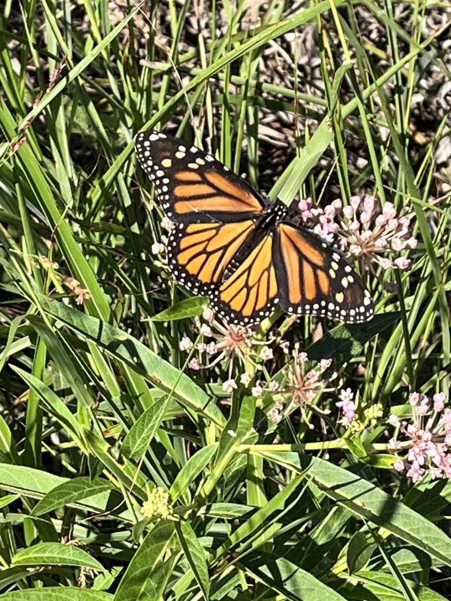Today in the park.  Lovely afternoon