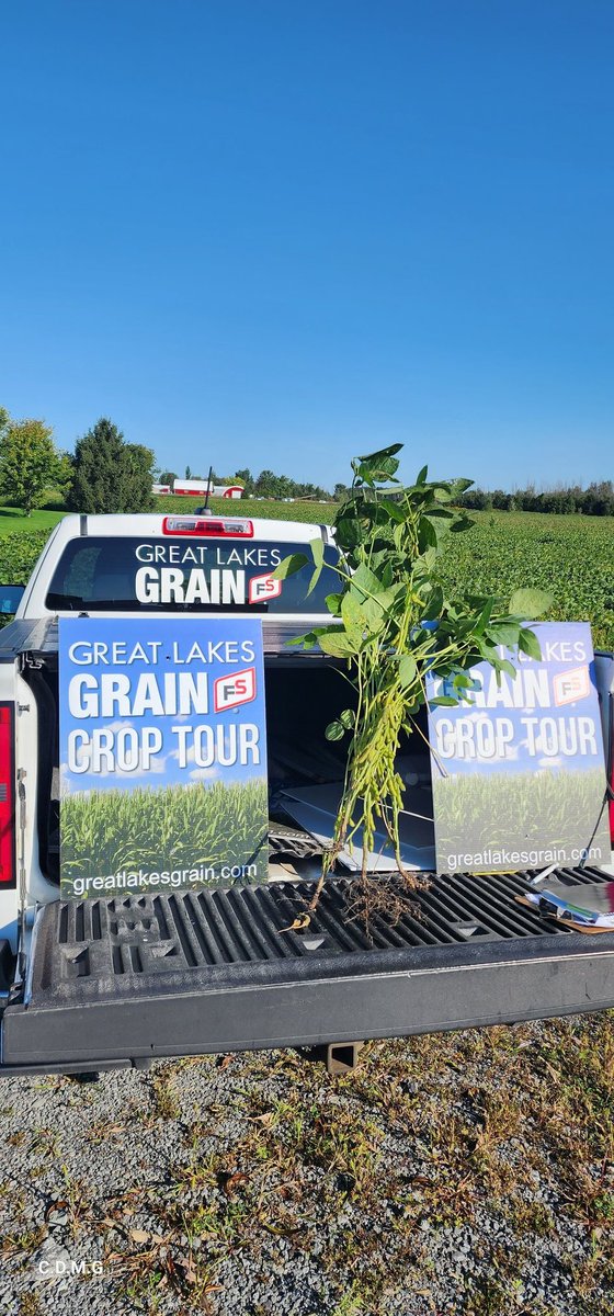 Day 4 of the GLG Crop assessment tour, corn still showing very good yield, beans are promising, but due to the white mould infestation this forecast can be reduced by the end of the season!
 #GLGtour2023 #crop23 #grow23 #yielestimation #estimationdesrendements #agriculture