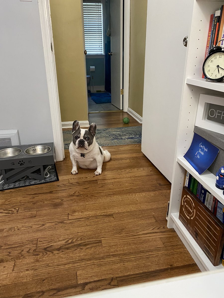 When your dinner is usually served promptly at 5pm, but the human is in a meeting that has no end in sight.