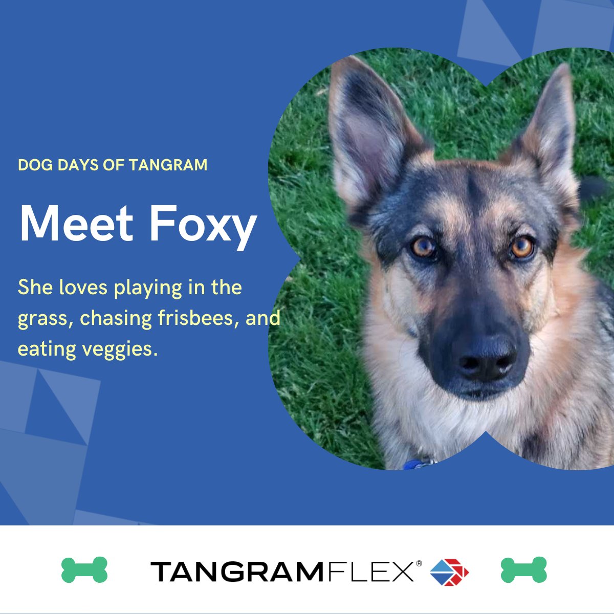 It takes a group effort to close out the Dog Days of Tangram! Say hello to Hunter, Piper, Jax, and Foxy. 🐾 #DogDaysOfSummer #DogDaysOfTangram