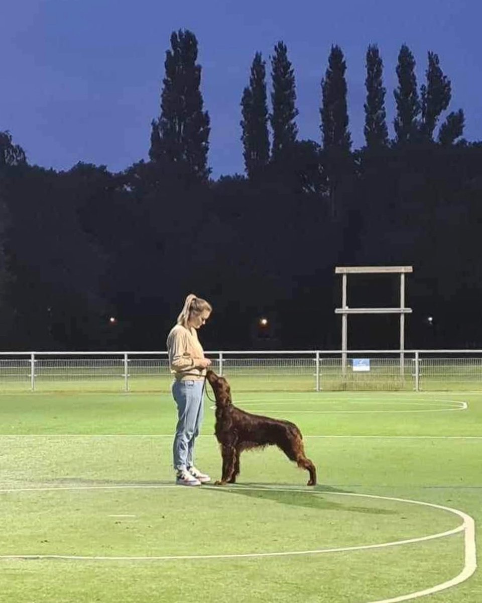 Tweede ringtraining vanavond met Chad. Mijn trots. ❤️ #iersesetter #irishsetter