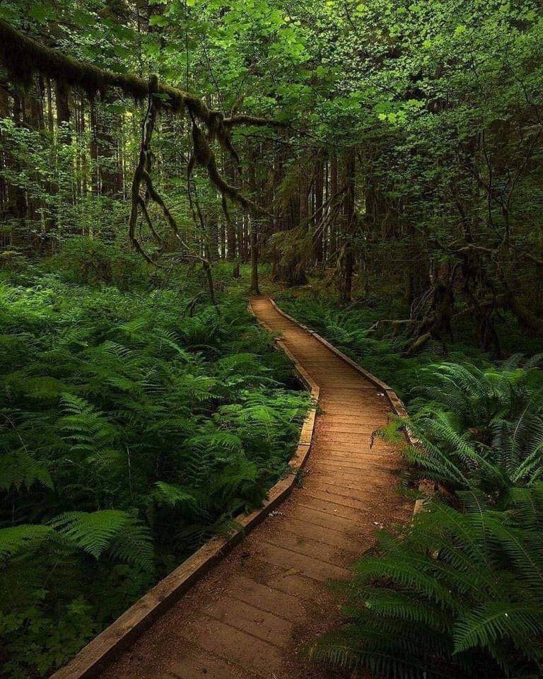 RincnCuriosoo's tweet image. Soy fan de los lugares así 💚🥰