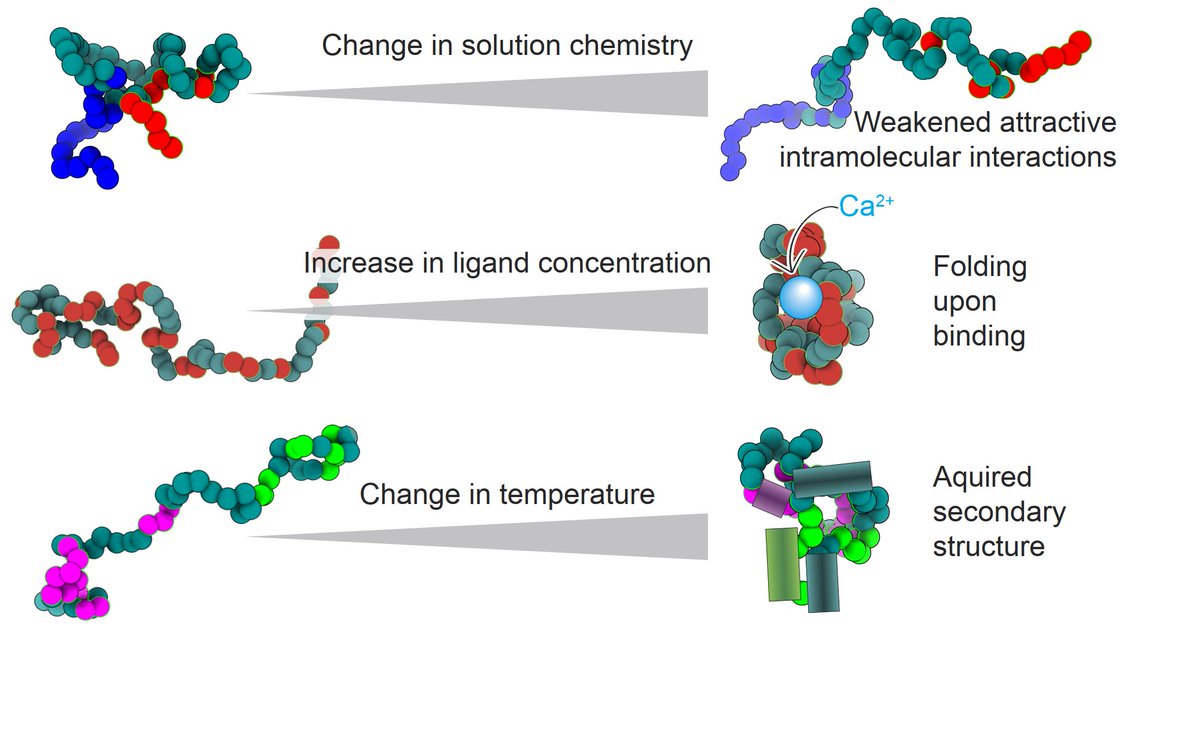 Shahar Sukenik (@shaharsu) on Twitter photo 🚨NEW REVIEW🚨The flexibility of disordered proteins makes them ideal sensors of the cellular environment. Read how this happens and why YOU should care in this review!
With dream team <a href="/david_c_moses/">David Moses</a> , <a href="/GarrettGinell/">Garrett Ginell</a>, and <a href="/alexholehouse/">Alex Holehouse</a>.
shorturl.at/diqY8 (Open access) 🚨NEW REVIEW🚨The flexibility of disordered proteins makes them ideal sensors of the cellular environment. Read how this happens and why YOU should care in this review!
With dream team <a href="/david_c_moses/">David Moses</a> , <a href="/GarrettGinell/">Garrett Ginell</a>, and <a href="/alexholehouse/">Alex Holehouse</a>.
shorturl.at/diqY8 (Open access)