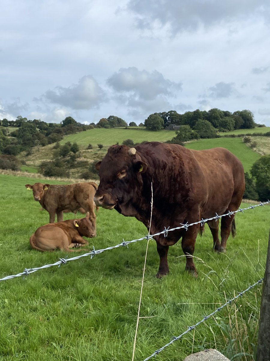 peakrunner47's tweet photo. So peaceful out today๐didnโt see anyone. Glad I was on the other side of the fence to these two , zero energy for running away from them today ๐คฃ๐โโ๏ธ๐ด๐ซค ๐ #Ecton #Revidge #Wetton https://t.co/2ibDmJMbqP
