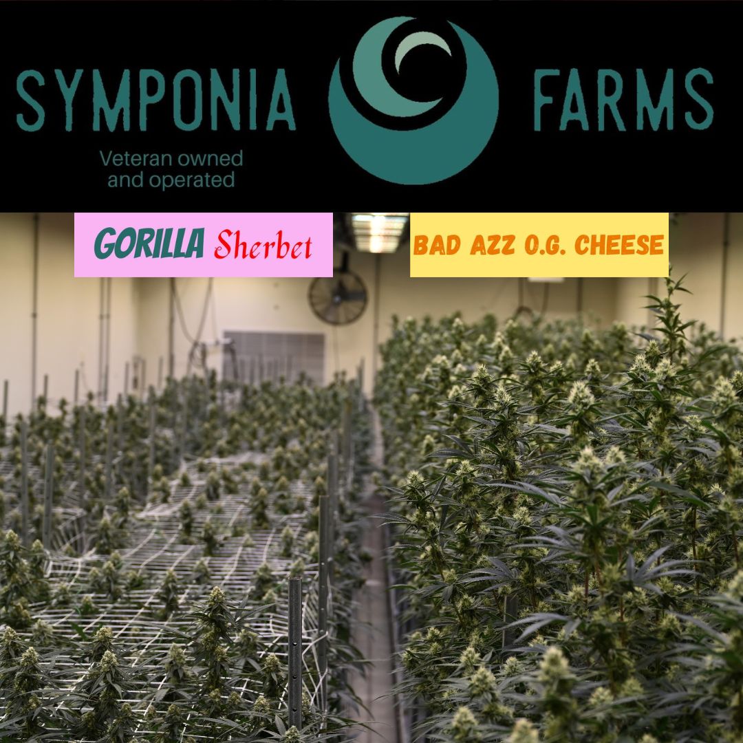 SymponiaFarms's tweet photo. That time once again for another room update! Gorilla Sherbet and BAOGC are coming along great. In the next room we have Deadhead OG and Acapulco Gold.🦍🧀💀💰
#cannabis #indoorgrown #michiganmarijuana #weedculture #thclife #symponiafarms #vetowned
#BattleCreek #Michigan https://t.co/1ejVhSgV75