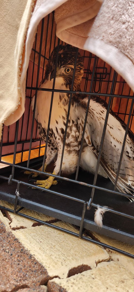 TPINFH's tweet photo. Just called to get an update on the hawk I rescued yesterday, the vet seems to believe the hawk has a minor case of west Nile and should recover well! https://t.co/l4I1P8TJO3