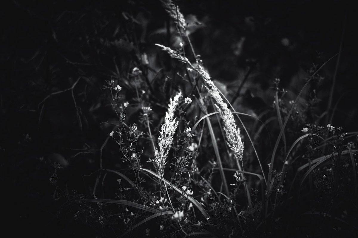 Beheroght's tweet photo. #beautiful #darknature #lithuania #soul #darksoul #blackandwhite #чб #bnw #naturephotography #darkness #dark #flowers #bw #nature #darkmetal #metal #photography https://t.co/eUOA79Yf5d