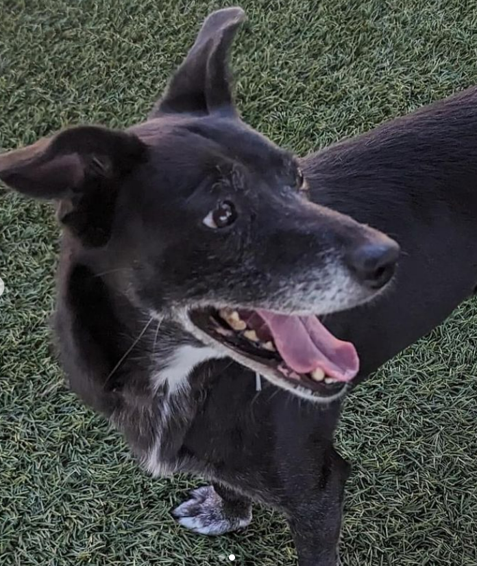 mapleveewesem's tweet photo. 🆘💔🆘 Downey #California ACC can put down beautiful 10 yo DACOTA as early as Fri a.m. 9-1 😱 She's just 30 lb &amp; ok with dogs both large &amp; small. Also very affectionate with people. Reply here if you can #FOSTER 4 rescue; #ADOPT 11-4:30 daily 🙏 info ⬇️ #A5569966 https://t.co/u89HMLkbpy