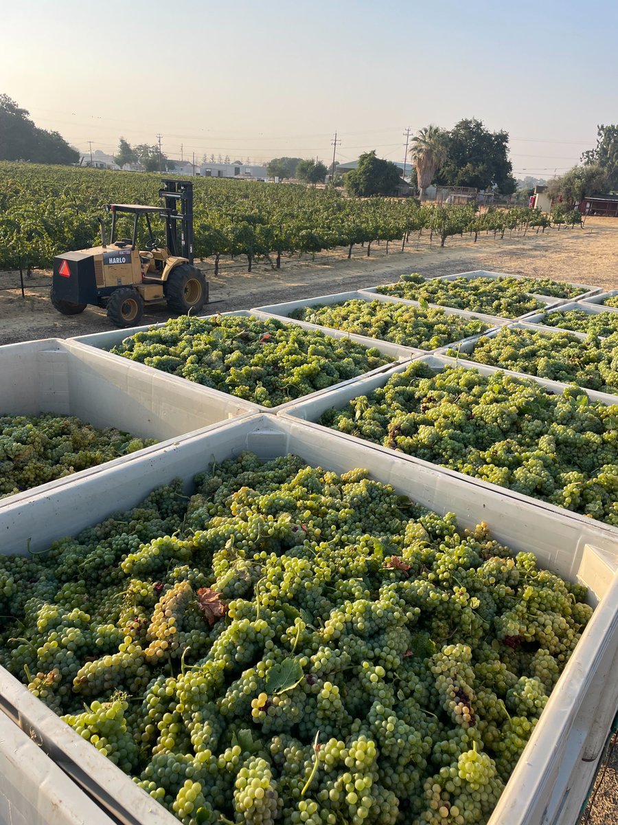 Roussanne 🤸‍♀️ ready for Post Flirtation White and Solo Act