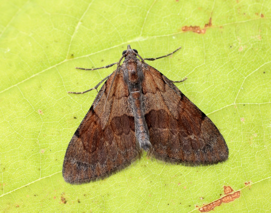 A few recent moths, all D&G VC 73. Winter is coming! - a lot of typical autumn moths now appearing in the traps. @BC_Scotland @BC_SWScotland @ukmoths @BritishMoths