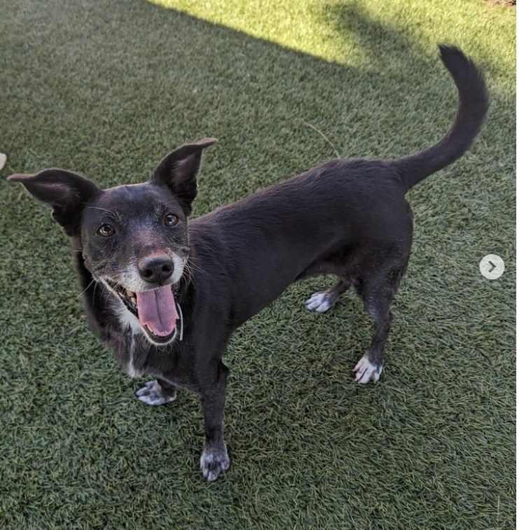 mapleveewesem's tweet photo. 🆘💔🆘 Downey #California ACC can put down beautiful 10 yo DACOTA as early as Fri a.m. 9-1 😱 She's just 30 lb &amp; ok with dogs both large &amp; small. Also very affectionate with people. Reply here if you can #FOSTER 4 rescue; #ADOPT 11-4:30 daily 🙏 info ⬇️ #A5569966 https://t.co/u89HMLkbpy