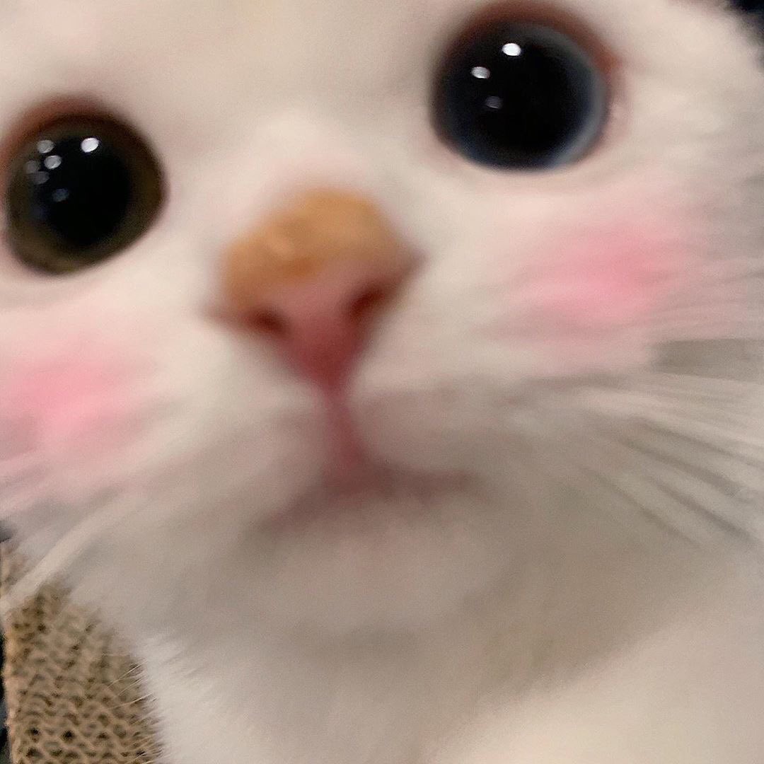 cats (@catrilyon) on Twitter photo 