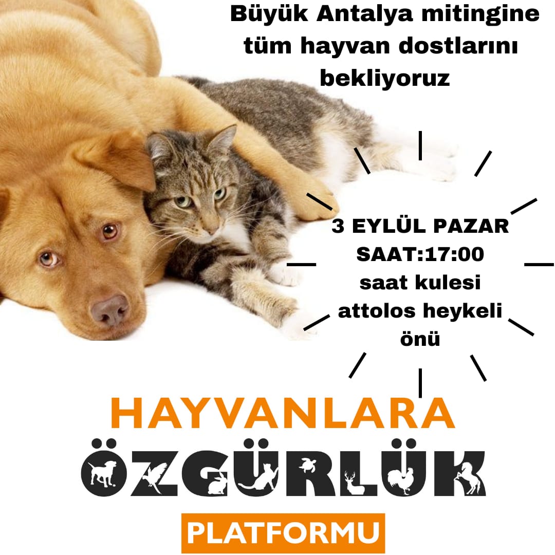 binnazpike's tweet photo. Antalya ve civarındaki tüm hayvan hakları savunucuları!
Hayvanlar için elele verip toplanıyoruz!
Sesimizi çıkaralım ki, sokak hayvanlarının sahipsiz olmadığını görsünler. 
Büyük Antalya Mitingi
3 Eylül Pazar 17.00
#Toplayamazsın
#SOKAKHAYVANLARISAHİPSİZDEĞİL https://t.co/JRaJxPqznc