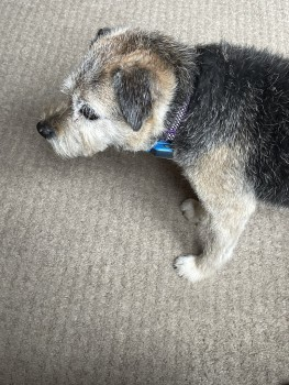 millypod1's tweet photo. π30 AUG 2023 #Lost MATTIE #ScanMe
ELDERLY Border Terrier Female
She has dementia and poor sight/hearing
On the footpath to #MeallGlas nr #Crianlarich #Scotland #FK20 while descending the hill.
Poss heading towards #GlenLyon area. https://t.co/DyEhZO8SAv https://t.co/JP4yPzAqsd