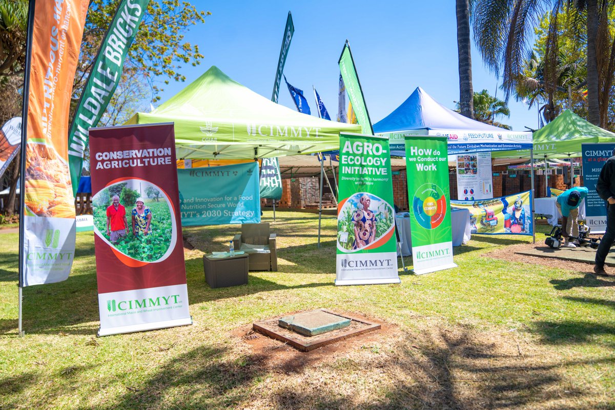 CIMMYT tweet media