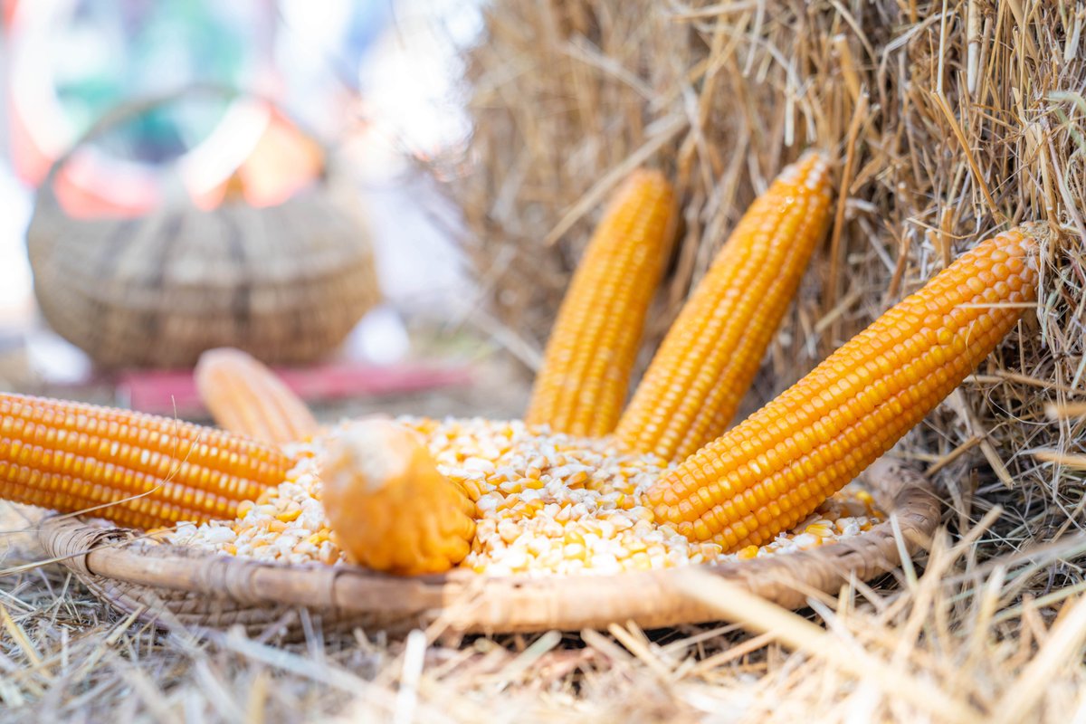 CIMMYT is proud to support smallholder farmers in #Zimbabwe through advanced scientific research. 🇿🇼

Join us at the 113th edition of the Zimbabwe Agricultural Show as we showcase our research findings, technologies, and innovations! 🤩

#ZAS113 <a href="/zimagricsociety/">Zimbabwe Agricultural Society</a>